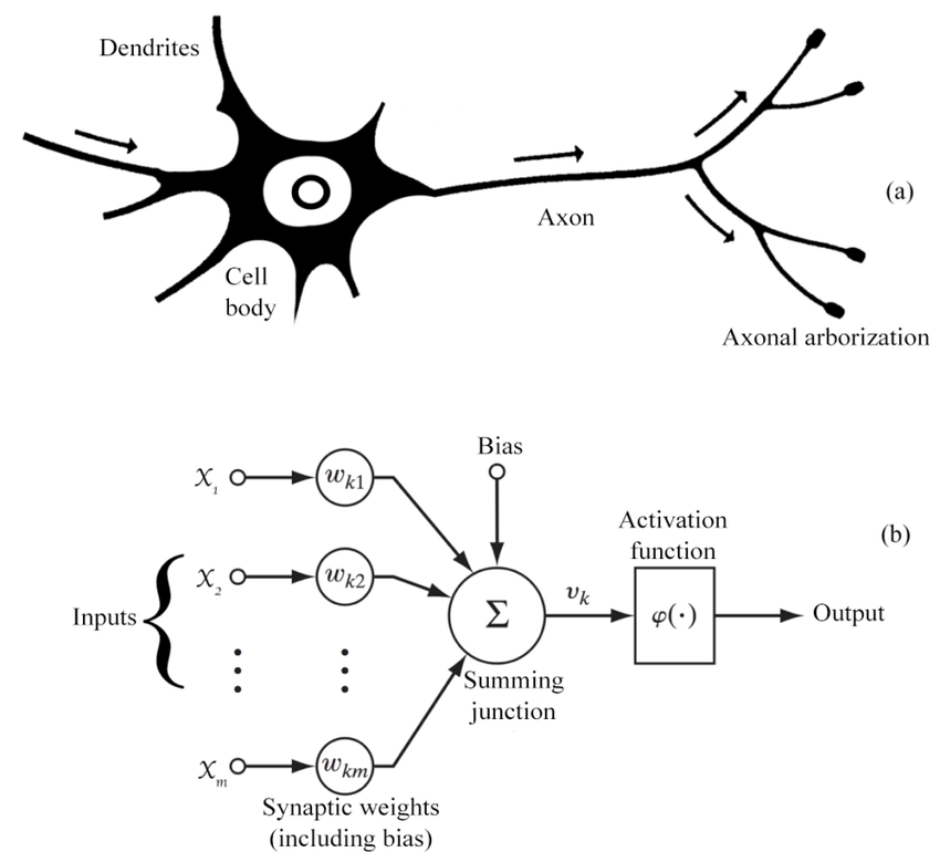 Biological and neural networks