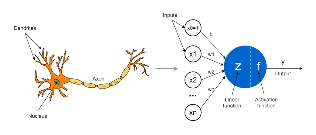 An artificial neuron model based on the morphology of a real neuron