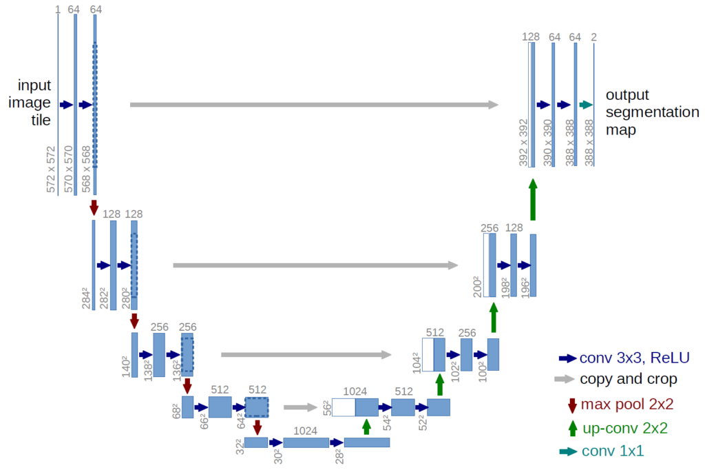 The convolutional layers in U-Net transmit information