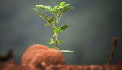 Seven stages in the Software Development Life Cycle